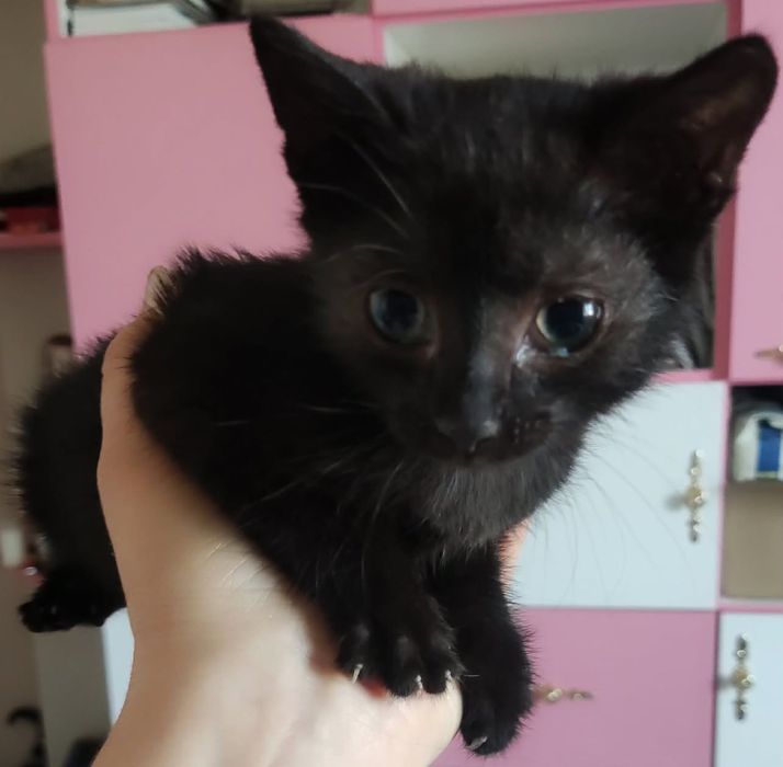 Котик в добрі руки