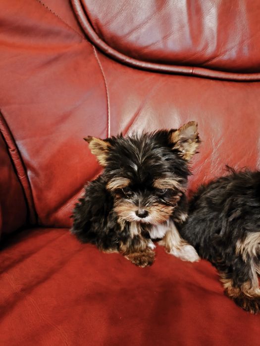 Продам цуценят йориків