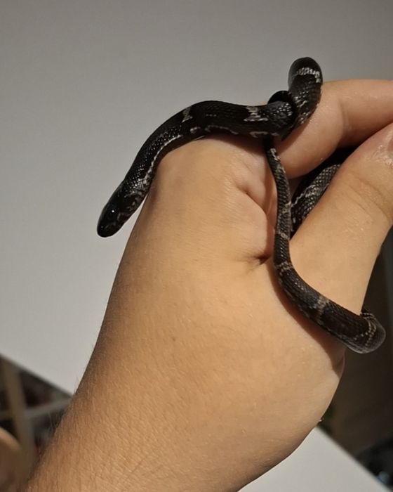 Parka węży amurskich