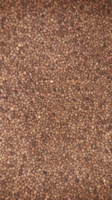 wyka jara, owies, siano