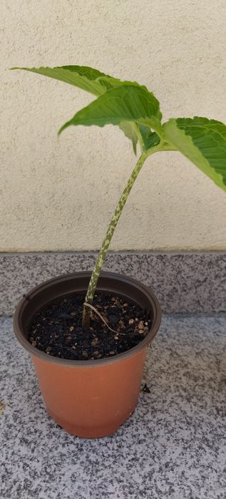 Sauromatum Venosum | "Voodoo Lily"