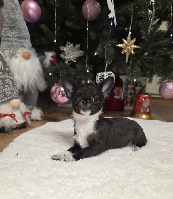 Неймовірні хлопчики. Міні чихуахуа