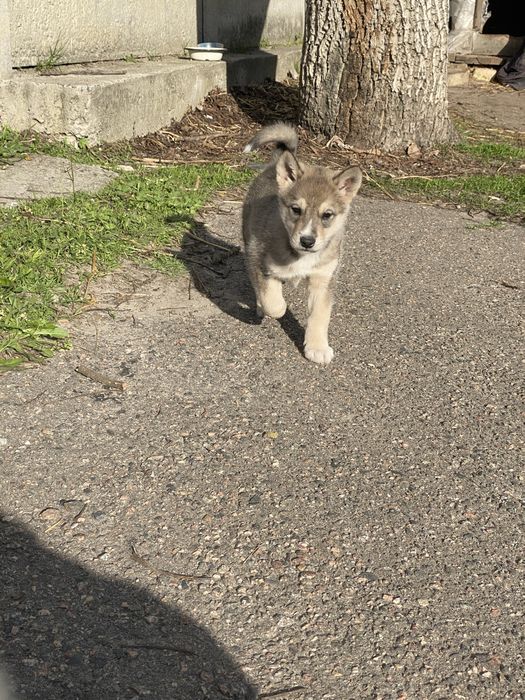 Лайка, цуценя лайки хлопчик