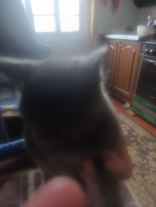 Британские котята