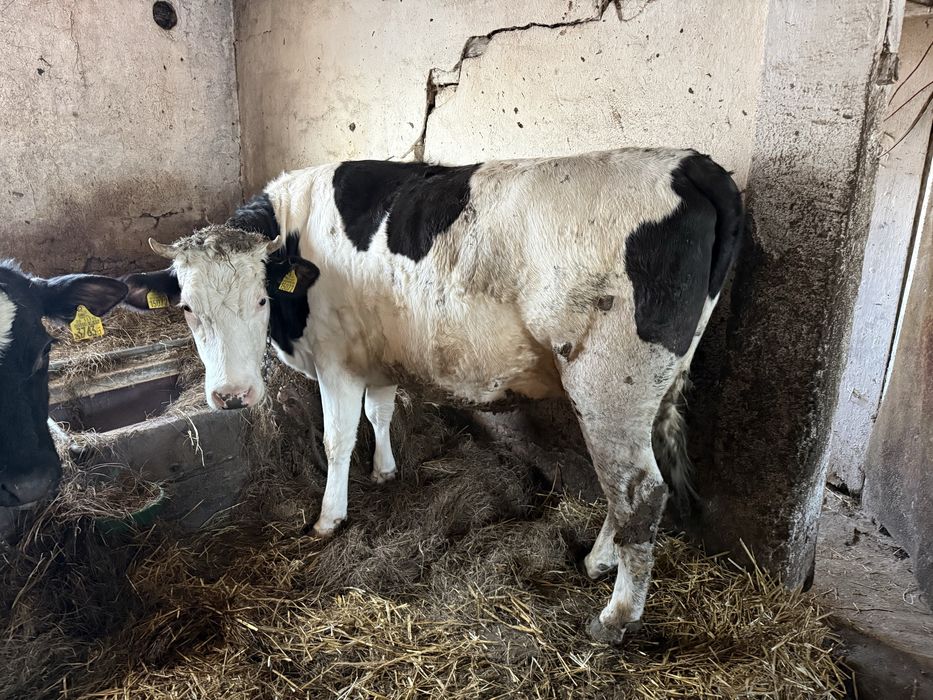 Sprzedam Jałówki wysokocielne