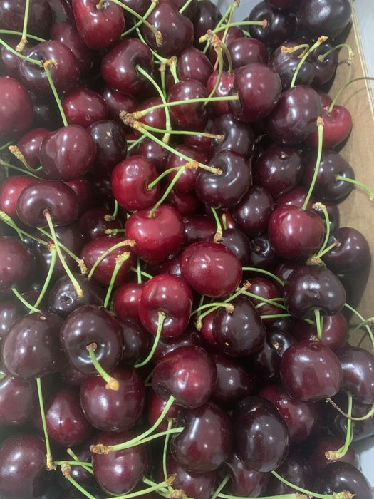 Cereja do Fundão - calibre 28 a 32