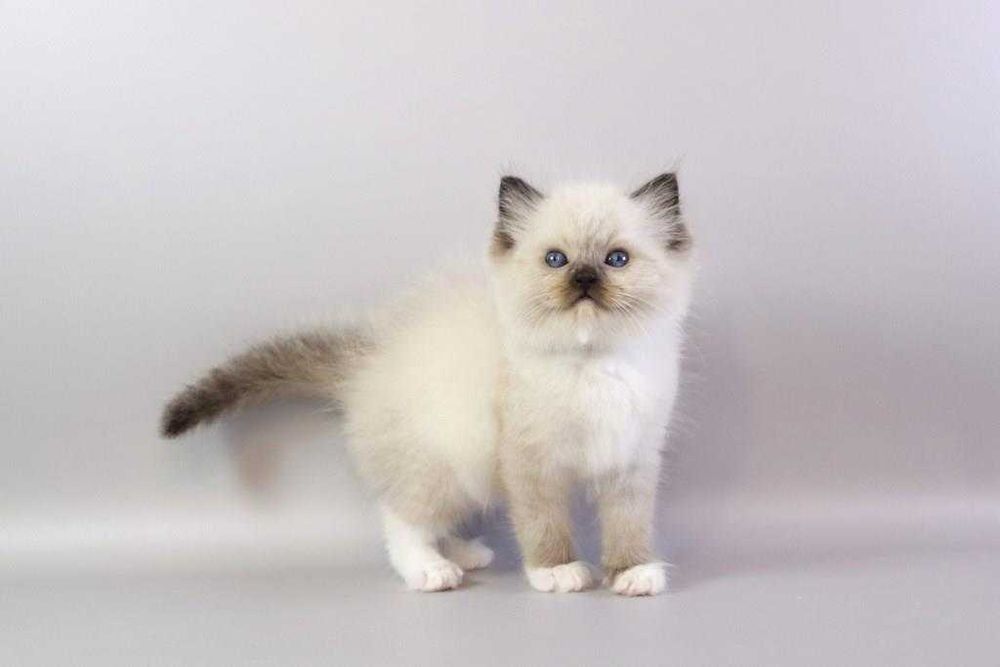 Самий ласкавий  хлопчик\\РЭГДОЛЛ/Ragdoll//