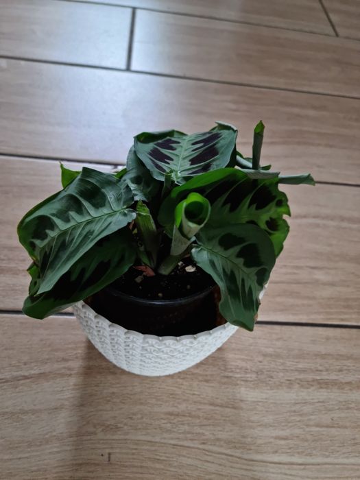 Maranta kwiat doniczkowy