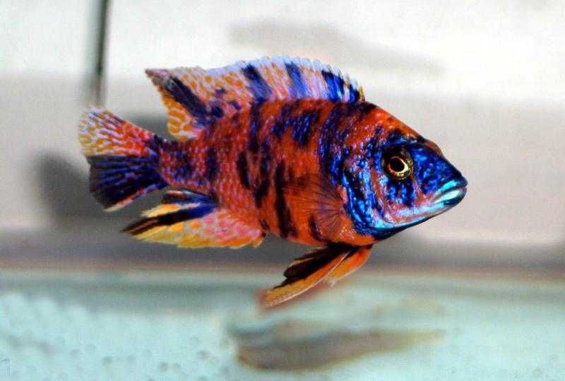 Cicllidios africanos Aulonocara marmalade cat ob alevinos