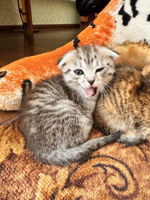 Кошенята висловухі, дівчатка