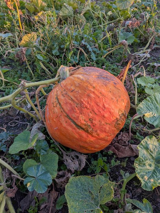 Dynia olbrzymia halloween