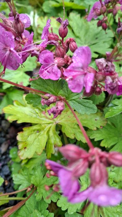 Герань вулична морозостійка. Багаторічник. Крупна і міні "Віжн вайолет