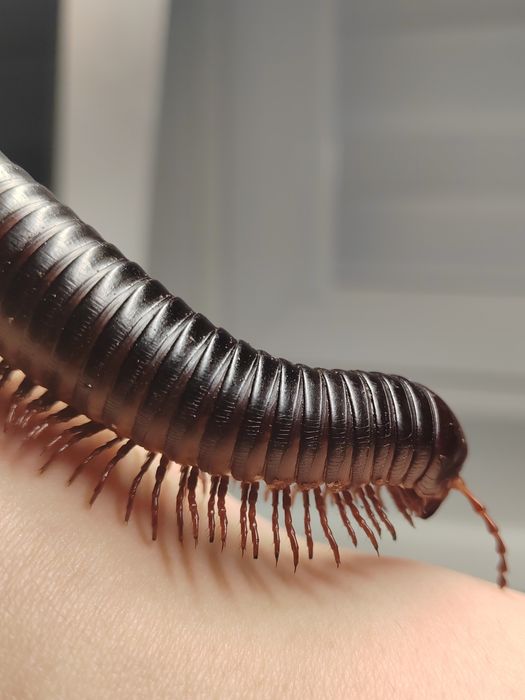 Afrykański krocionóg olbrzymi wij Archispirostreptus gigas