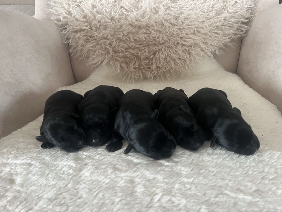 Sznaucer miniaturowy ZKwP FCI szczenięta