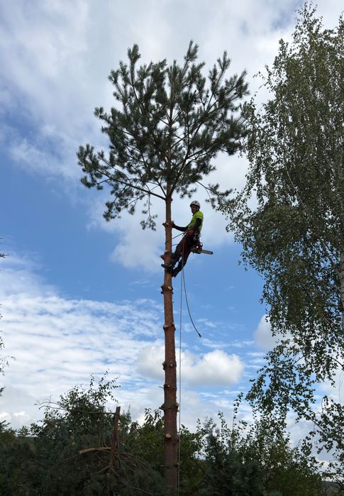 Wycinka i pielęgnacja drzew, mycie kostki brukowej