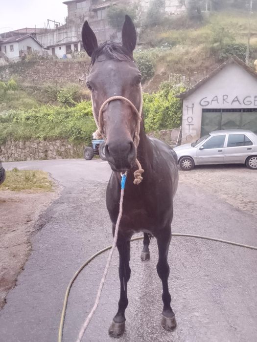 Cavalo inteiro trutador 4 anos