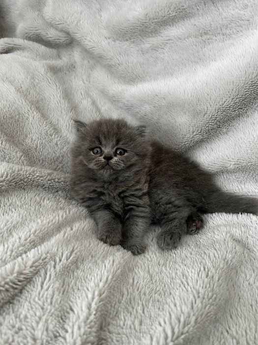 Шотландські висловухі кошенята