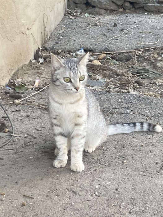 Котёнок 9 мес девочка