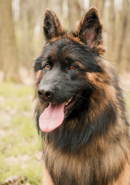 Key cudowny pies szuka cudownego człowieka