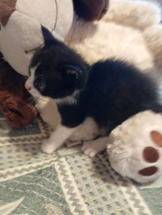 Кошенята, котики, киця