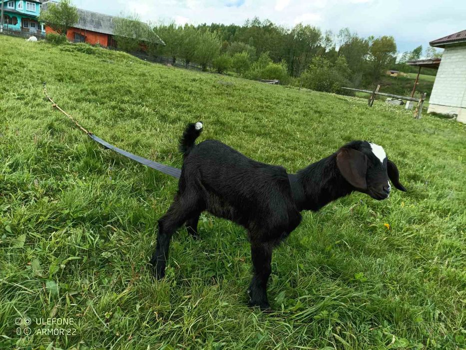 Продам кізочку англо-нубійська