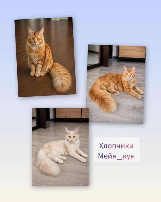 Красень Мейн кун