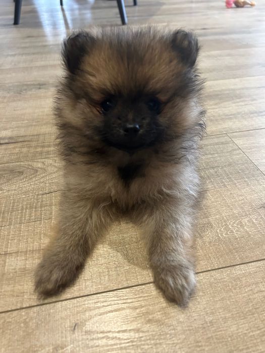 Szczeniak szpic miniaturowy pomerianian