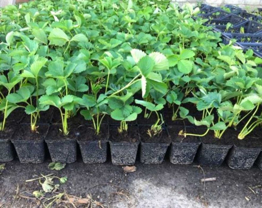 Копана розсада полуниці копанка касетна КСД купити саджанці в Україні