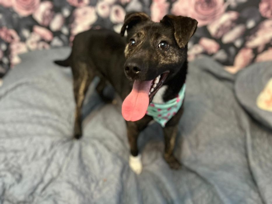 Platini fajny pies  do adopcji