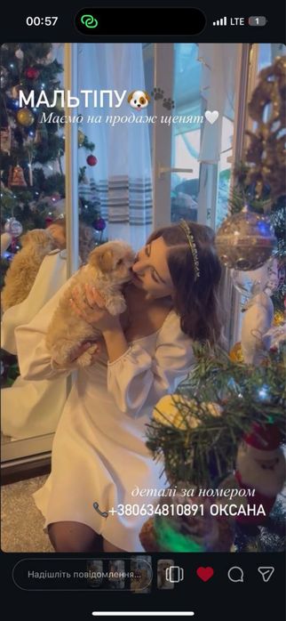 Цуцики Мальтіпу F1