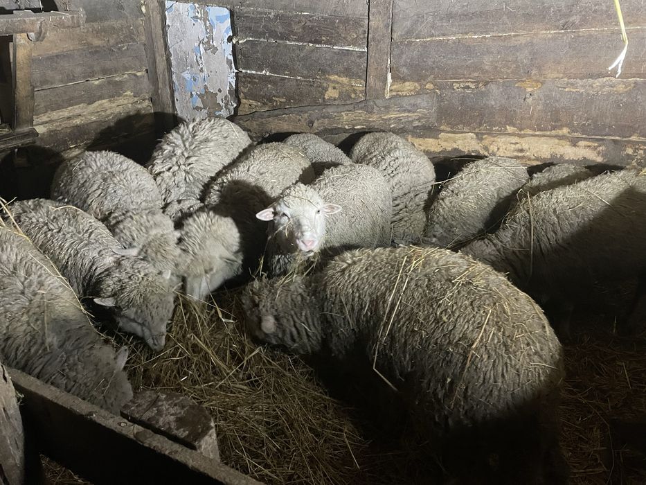 Продаю овечки  хороші  можна на мясо  можна і розводити