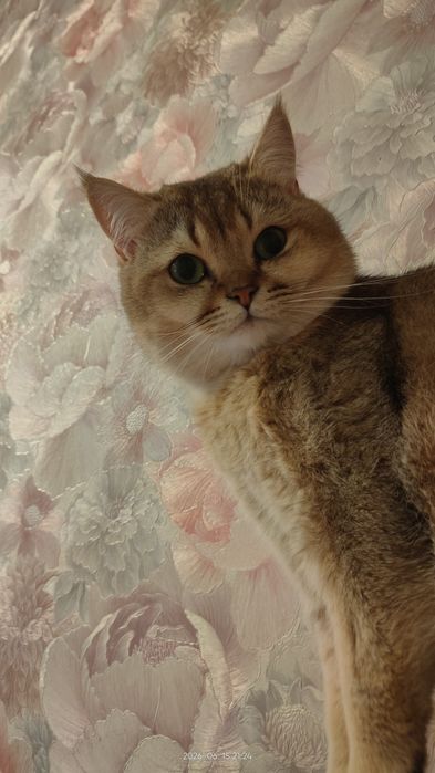 Золота шиншила котик ( в'язка)