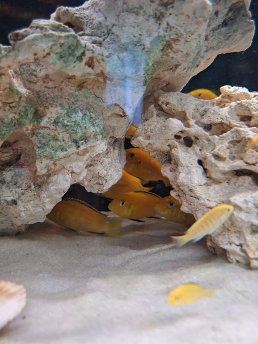 Pielęgnica Pyszczak Yellow