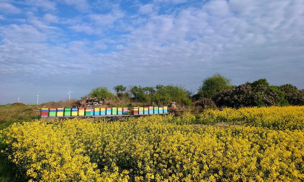 Ule dadant , miniplus sprzedam