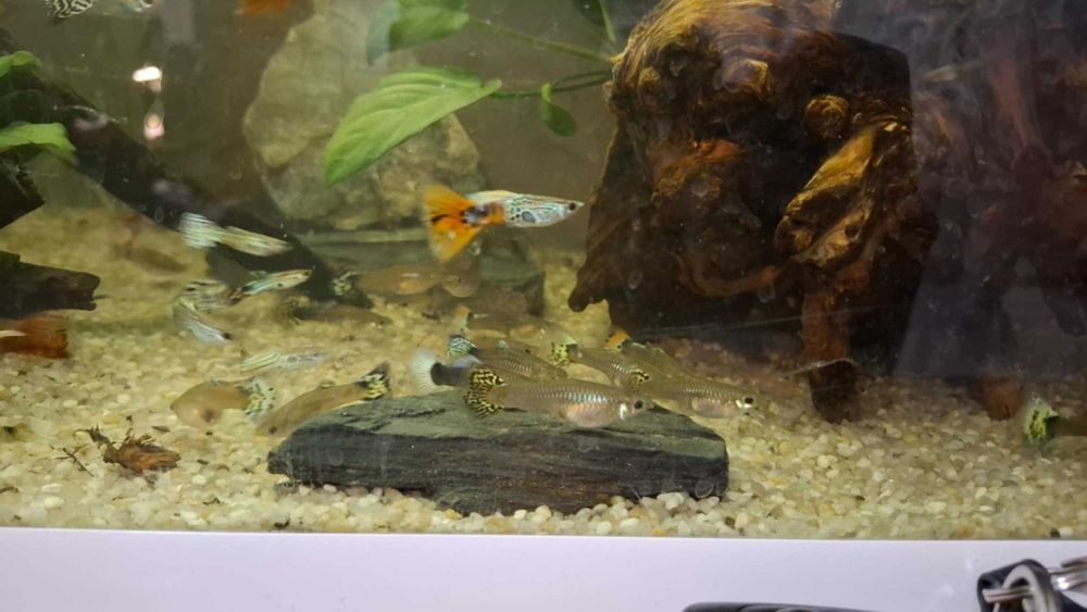 Gupik z domowej hodowli