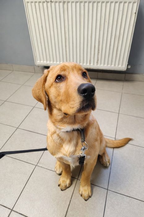 Groomer | Psi fryzjer | Strzyżenie | Pielęgnacja