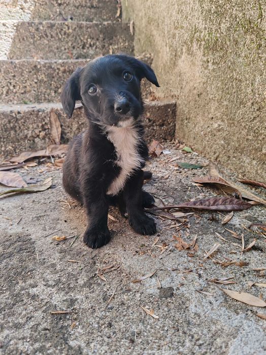 cachorro Maio2 para adoção por quem o vacinar