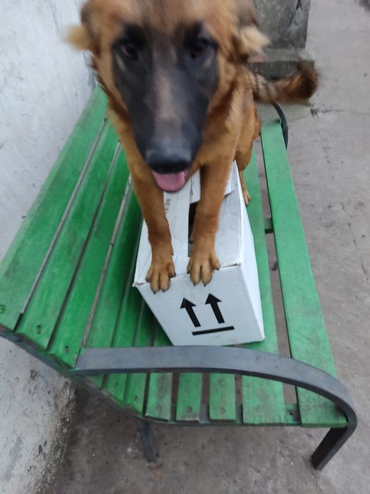 Ищут дом метисы овчарки. Щенки.