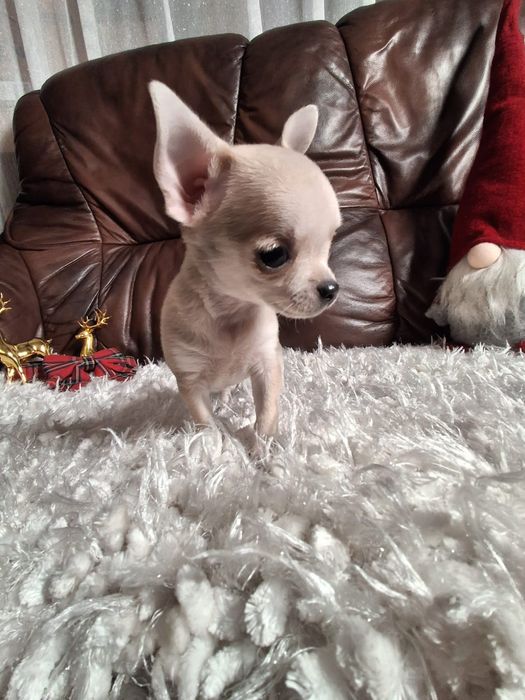 Śliczna suczka chihuahua