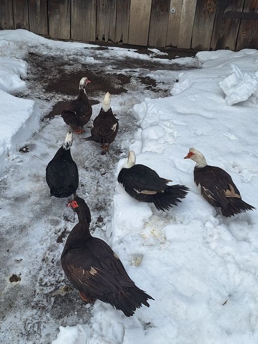 Kaczki i kaczory francuskie