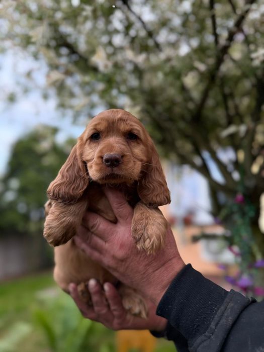 Cocker spaniel angielski Piesek