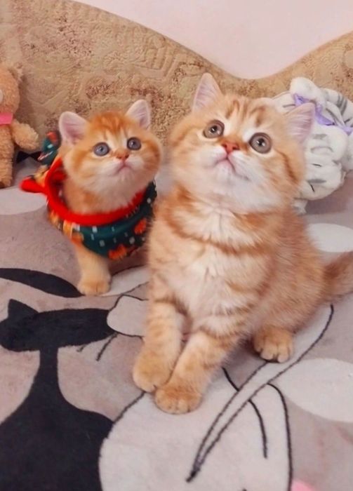 Золотые шиншиллы шотландские котята