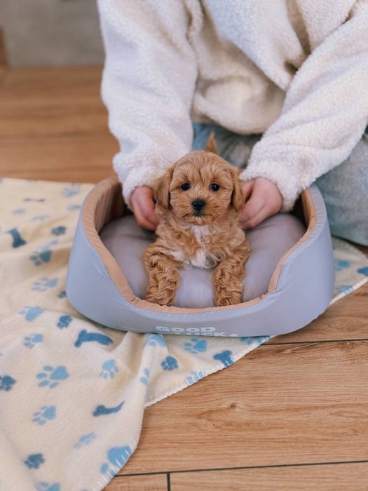 Boy&Girl Maltipoo Мальтипу VIP