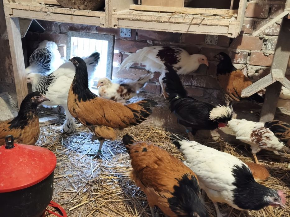 Kury koguty yokohama vorwerk Brahma lakenferder