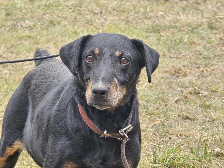 Airon - piesek w typie jagdteriera do adopcji