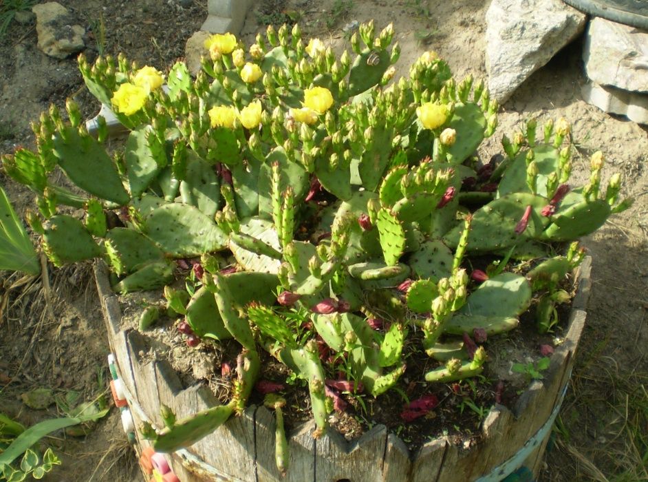 Опунция уличная - листики с корнями