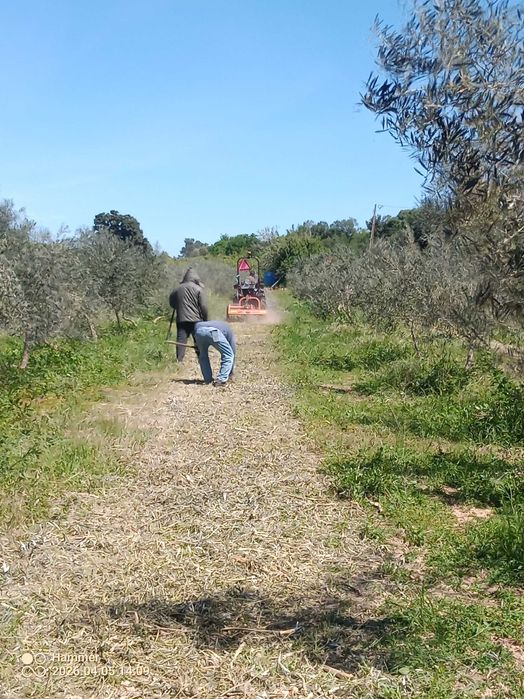 Serviços agrícolas/Agricultural services, land clearing