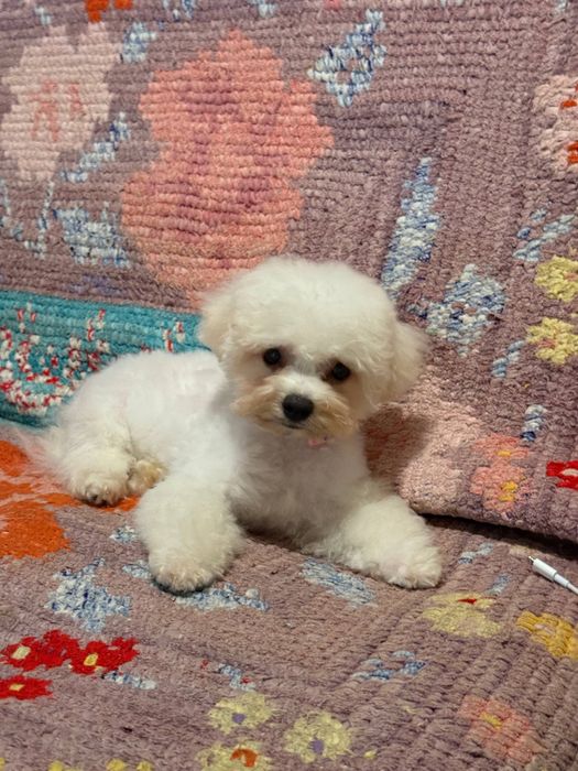 Стрижка собак. Грумер на дому.