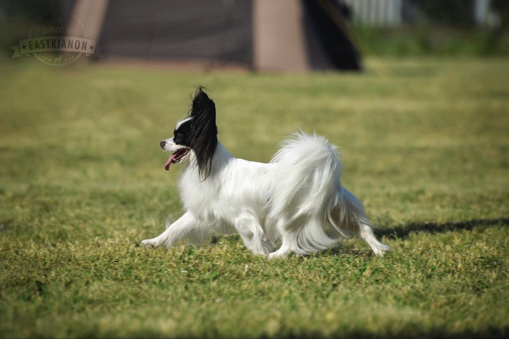 Профессиональный хендлер Одесса
