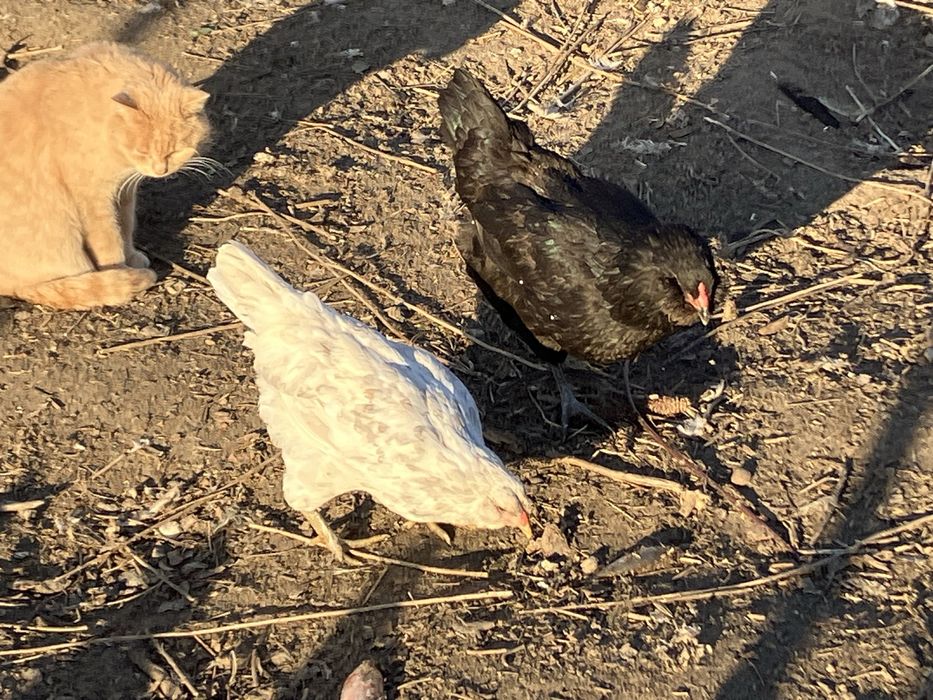 Інк.яйця Амераукана